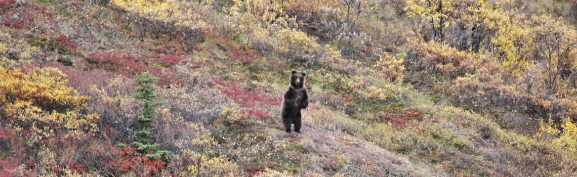 bear-standing