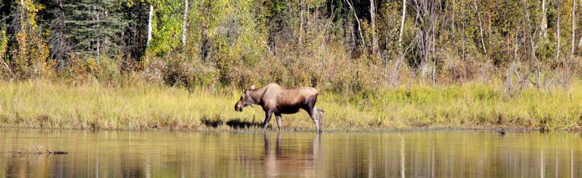 bull-moose